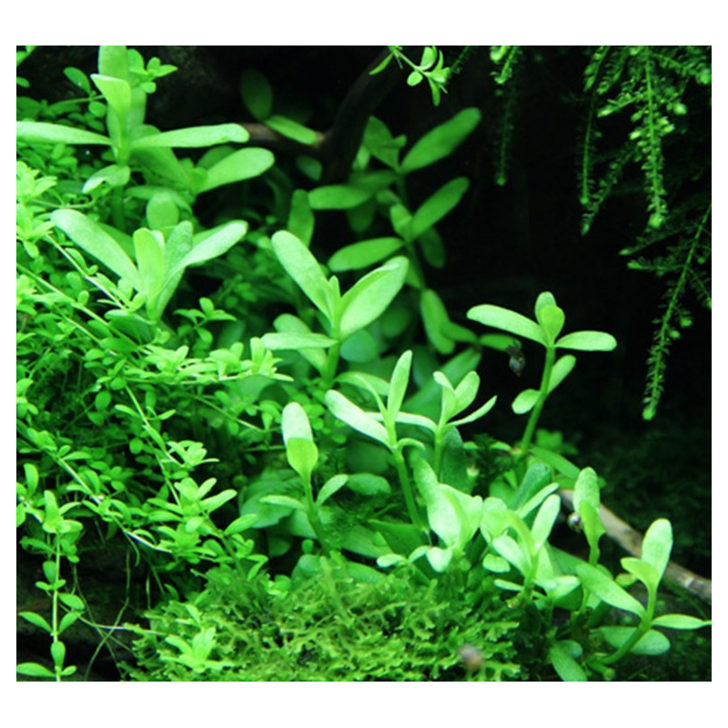 Bacopa monieri Bacopa monieri