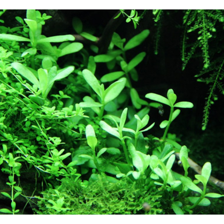 Bacopa monieri