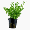 Bacopa monieri