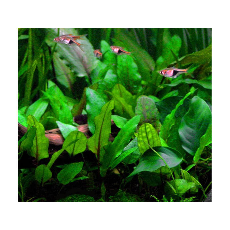 Cryptocoryne wendtii green Cryptocoryne wendtii green