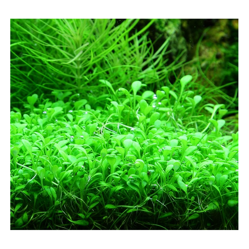 Glossostigma elatinoides – Tapis végétal pour aquarium Glossostigma elatinoides – Tapis végétal pour aquarium