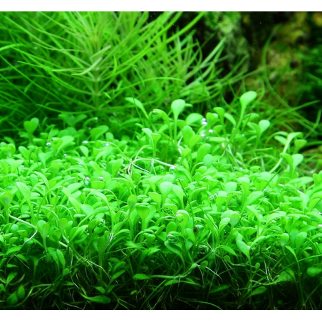 Glossostigma elatinoides – Tapis végétal pour aquarium
