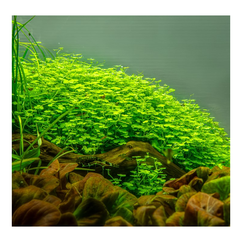 Hydrocotyle tripartita à seulement 4,10 €