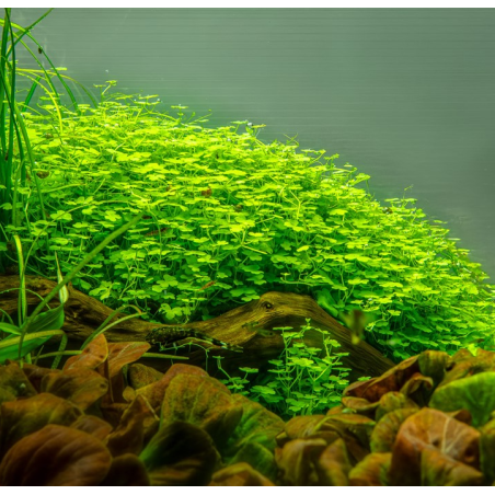 Hydrocotyle tripartita à seulement 4,10 €