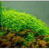 Hydrocotyle tripartita à seulement 4,10 €