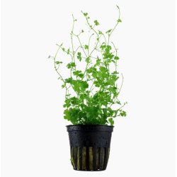 Hydrocotyle tripartita à seulement 4,10 €
