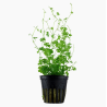 Hydrocotyle tripartita à seulement 4,10 €