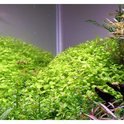 Micranthemum micranthemoides