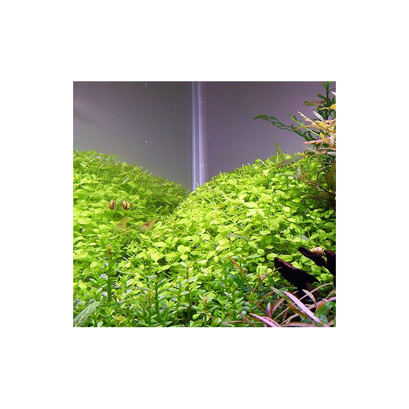 Micranthemum micranthemoides