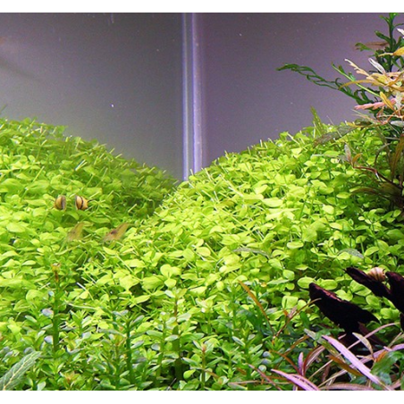 Micranthemum micranthemoides