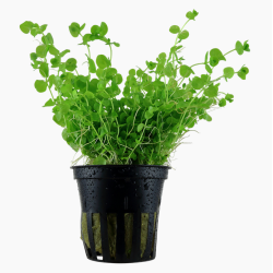 Micranthemum micranthemoides