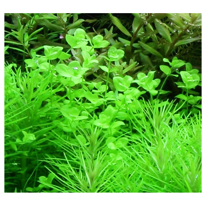 Micranthemum umbrosum