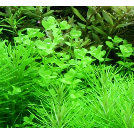 Micranthemum umbrosum