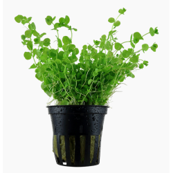 Micranthemum umbrosum