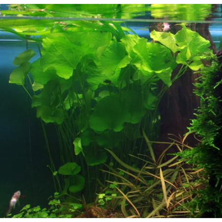 Nymphoides sp. à seulement 7,75 €