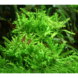 Pogostemon helferi