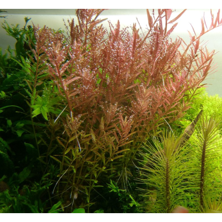Rotala rotundifolia 'orange juice' à seulement 4,10 €
