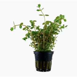 Rotala rotundifolia 'orange juice' à seulement 4,10 €