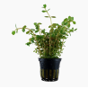 Rotala rotundifolia 'orange juice' à seulement 4,10 €