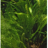 Aponogeton madagascariensis