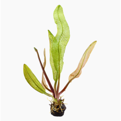 Aponogeton madagascariensis