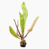 Aponogeton madagascariensis