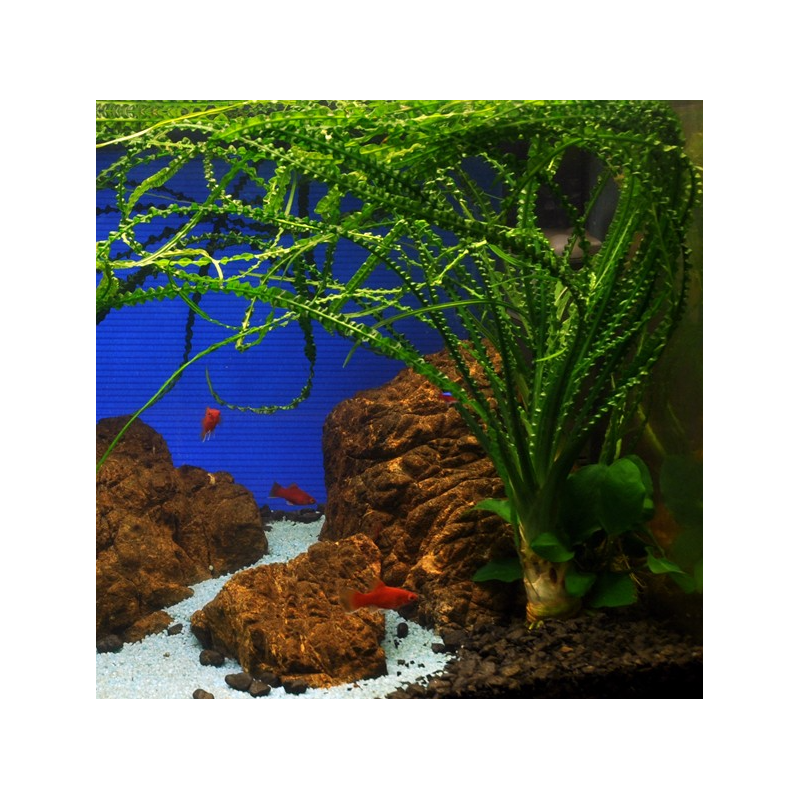 Crinum calamistratum – Plante à grandes feuilles pour aquarium Crinum calamistratum – Plante à grandes feuilles pour aquarium