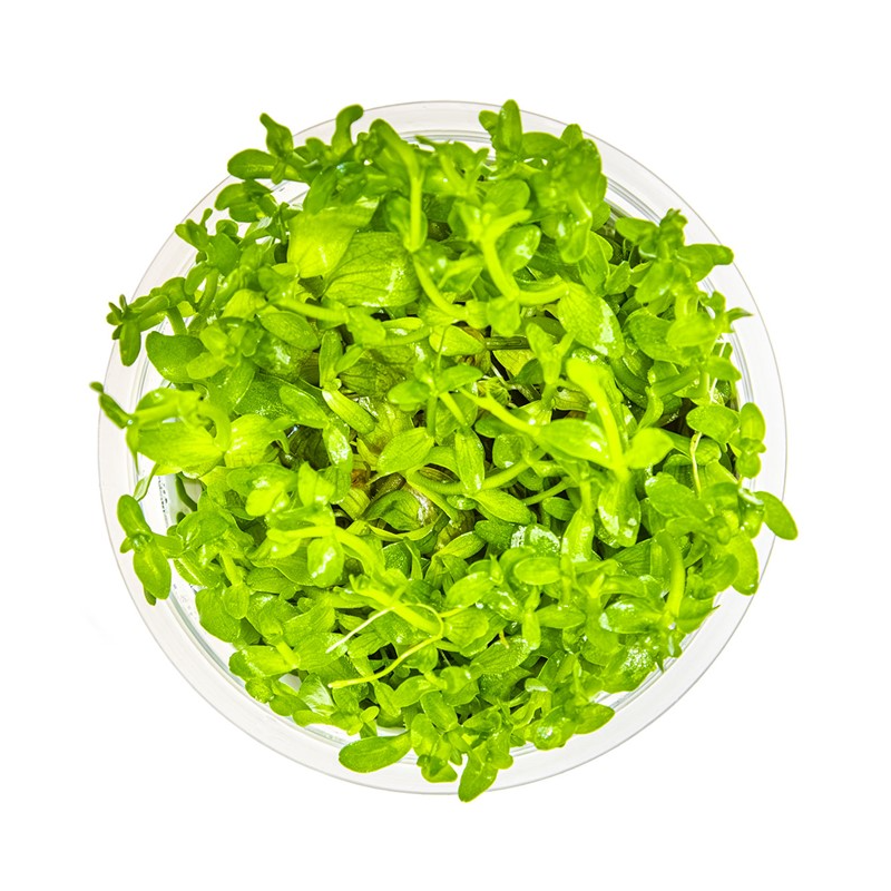 In-Vitro - Bacopa australis In-Vitro - Bacopa australis