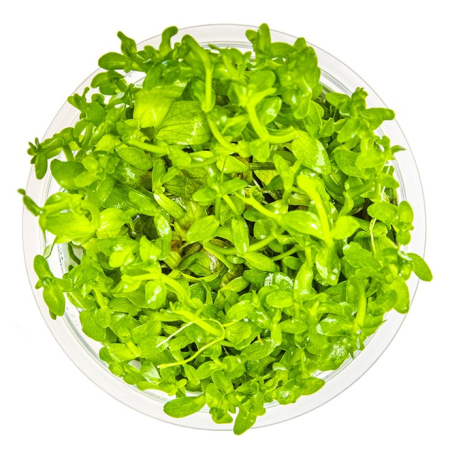 In-Vitro - Bacopa australis
