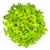 In-Vitro - Bacopa australis