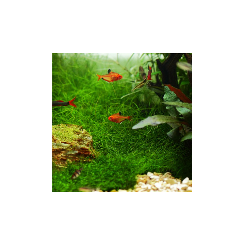 In-Vitro - Eleocharis parvula In-Vitro - Eleocharis parvula