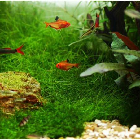 In-Vitro - Eleocharis parvula