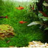 In-Vitro - Eleocharis parvula