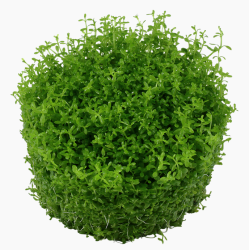 In-Vitro - Hemianthus callitrichoides