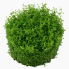 In-Vitro - Hemianthus callitrichoides