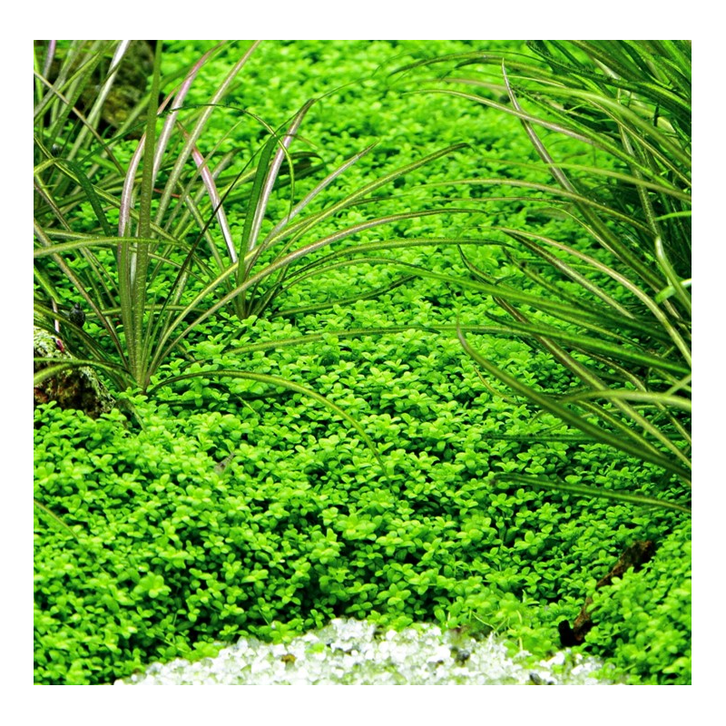 In-Vitro - Hemianthus callitrichoides In-Vitro - Hemianthus callitrichoides