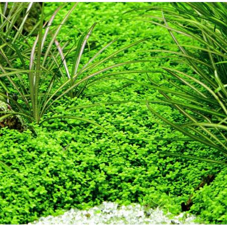 In-Vitro - Hemianthus callitrichoides