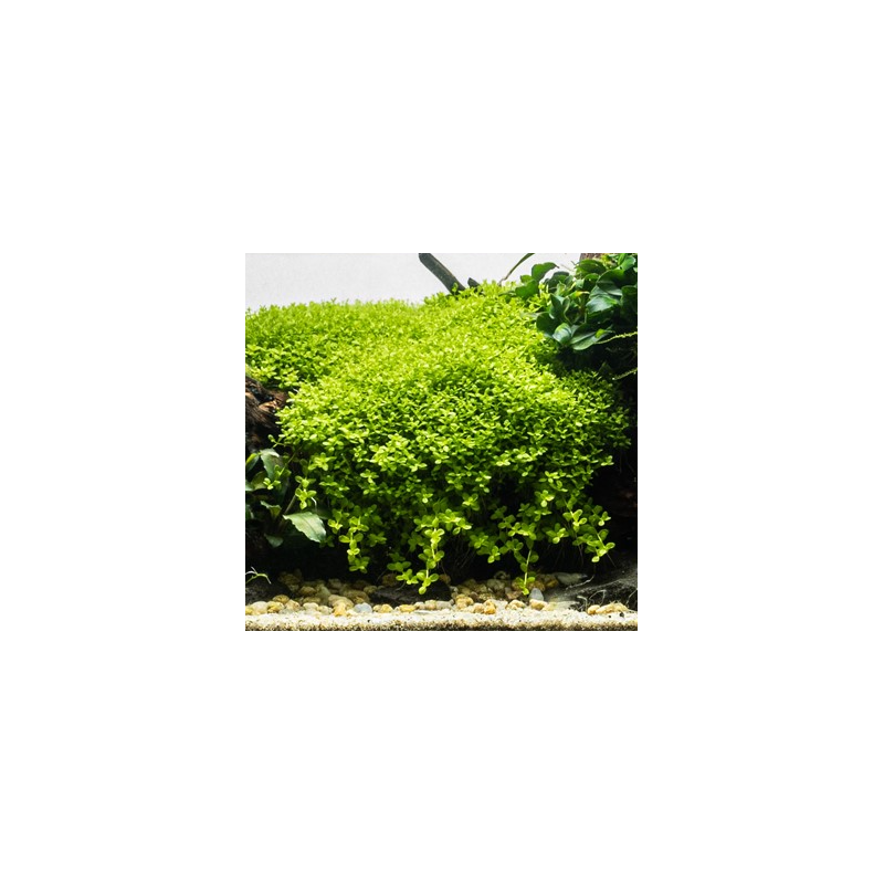 In-Vitro - Micranthemum Monte Carlo In-Vitro - Micranthemum Monte Carlo