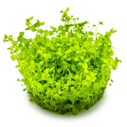 In-Vitro - Micranthemum Monte Carlo