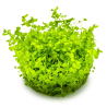 In-Vitro - Micranthemum Monte Carlo