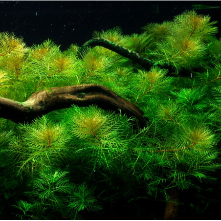 In-Vitro - Myriophyllum mattogrossense