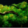 In-Vitro - Myriophyllum mattogrossense