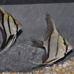 Pterophyllum scalare zébré - (Scalaire) 4-4,5 cm