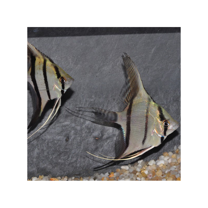 Pterophyllum scalare zébré - (Scalaire) 4-4,5 cm