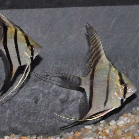 Pterophyllum scalare zébré - (Scalaire) 4-4,5 cm