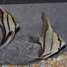 Pterophyllum scalare zébré - (Scalaire) 4-4,5 cm