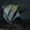 Pterophyllum scalare amazon - (Scalaire) 2 cm