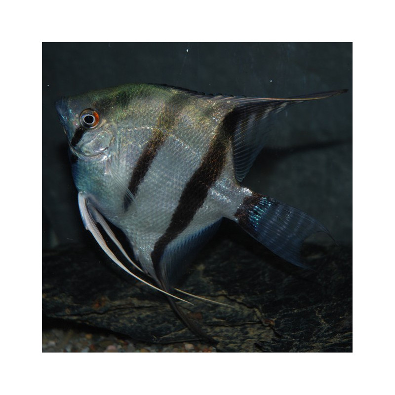 Pterophyllum scalare amazon - (Scalaire) 3 cm