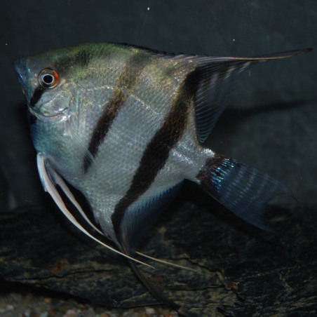 Pterophyllum scalare amazon - (Scalaire) 3,5 cm