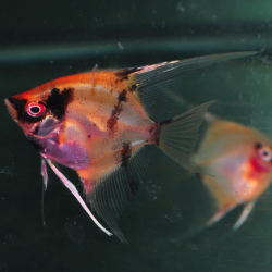 Pterophyllum scalare red devil - (Scalaire) 3 cm